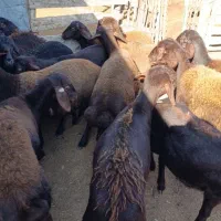 15راس توقلی ماده پای قوچ|حیوانات مزرعه|سیمین شهر, |دیوار