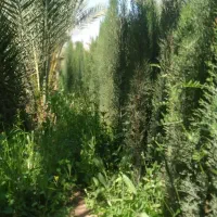 تولید و عرضه ی انواع نهال سرو ناز شیرازی، کاج و|خدمات باغبانی و درختکاری|خفر, |دیوار