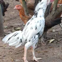 ۲عدد خرورس لاری