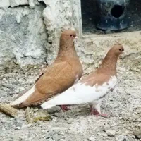 پرنده شهری ممسنی|پرنده|شیراز, دشت چنار|دیوار