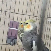 عروس هلندی مولد