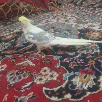 دوعدد عروس هلندی