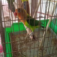 کوتوله برزیلی