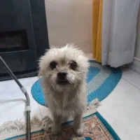 سگ میکس شیتزو و مالتیز