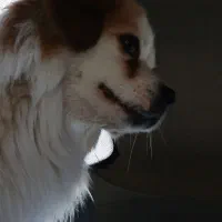 سگ گمشده|حیوانات|مشهد, خواجه ربیع|دیوار