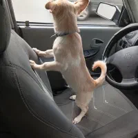 سگ اشپیز روباهی