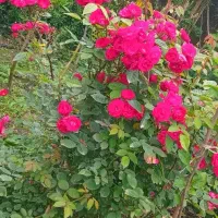 استخدام سرایدار تمام وقت