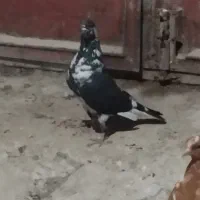 سوسکی|پرنده|اردبیل, |دیوار