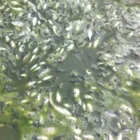 کمک به جابجایی ماهی ها|فعالیت داوطلبانه|خان ببین, |دیوار