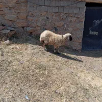 یه بره تازه گیچ شده ماده