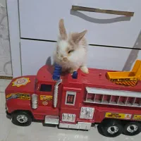 خرگوش لوپ|موش و خرگوش|مشهد, هفده شهریور|دیوار