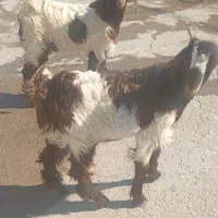 فروش 2 کهره درشت پاکستانی و2کهره ماده ویک کهره نر|حیوانات مزرعه|بهبهان, |دیوار
