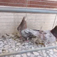 کبوتر سرور