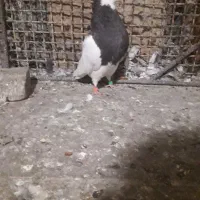 کفتر فروشی|پرنده|بیرجند, |دیوار