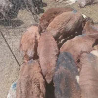 بره