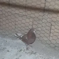 کفتر انگلیسی غریب گیری|حیوانات|قدس, شهر‌قدس|دیوار