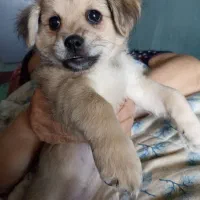 توله اشپیتز