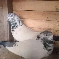 کله دم سبز نروماده و نرکله زرد وماده زردگوره