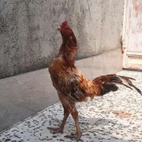 خروس لاری
