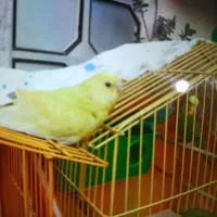 جوجه مرغ عشق سفید گمشده