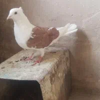 کبوتر دوکت سرخ|پرنده|لنجان, |دیوار