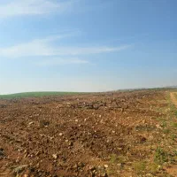 یک هکتار زمین انگور