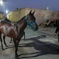 فروش‌یک‌راس‌مادیان‌