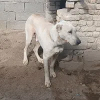 واگذاری سگ نگبانی سرابی|سگ|مشهد, سیسآباد|دیوار