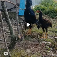 مرغ لاری و جوجه