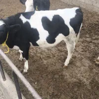 فروش گاو|حیوانات مزرعه|بکتاش, |دیوار