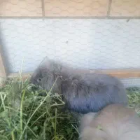 یه جفت خرگوش لوپ طوسی و نسکافه ای