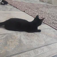 گربه رایگان|گربه|نجف‌آباد, امیرآباد|دیوار