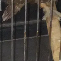 طوطی ۹ ماهه ۳۶۰ درجه چرخش سر
