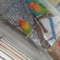 فنچ و طوطی|پرنده|رباط‌کریم, انجم آباد|دیوار