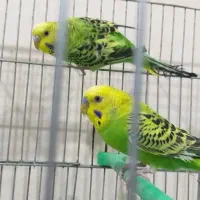 عروس هلندی