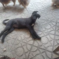 واگذاری توله دوبرمن