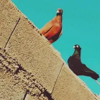 کبوتر|پرنده|اصفهان, کلمان|دیوار