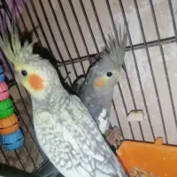 جوجه عروس هلندی