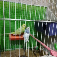 یک جفت مرغ عشق کار داده جوان روی 5تخم|پرنده|مشهد, رضاشهر|دیوار