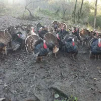 بوقلمون ارگانیک