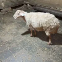 گوسفند زنده وزن سالم 50%گوشت خالص با مهر بهداشت