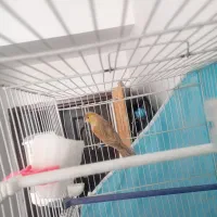 قناری اوپال سرخ نر|پرنده|مشهد, امیریه|دیوار