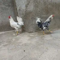 خروس گلین