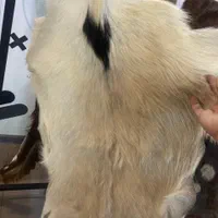 فروش ویژه پوست بز و بره|صنایع دستی و سایر لوازم تزئینی|قم, آذر (نکویی)|دیوار