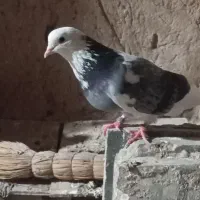 کفتر تهرانی و المانی