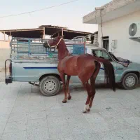 فروش مادیون بی داغ