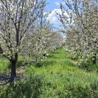 باغ-گیلاس-با-حق-آبه-در-هیر