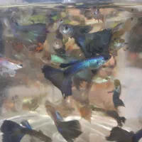 ماهی گوپی|ماهی|شیراز, شهرک فرهنگیان|دیوار