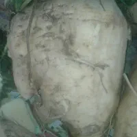 چغندر گلی|لوازم جانبی حیوانات|سده (خراسان جنوبی), |دیوار