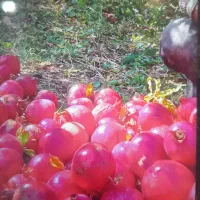 باغ ویلا خدیجه خاتون فروش،فوری